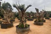 Olivos Extremadura, la tienda de decoraci�n para comprar olivos centenarios