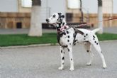 DeMascotas ofrece una gua para adiestrar a un perro sin generar estrs al animal