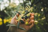 Apadrinar un olivo centenario con El Aceite de la Vida