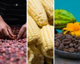 Caf�, cacao y ma�z, tres joyas gastron�micas de Centroam�rica y Rep�blica Dominicana