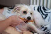 LovePets destaca los beneficios de los masticables para la salud dental de los perros