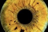 Eyecos, nueva tcnica fotogrfica de alta definicin del iris