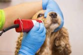 Servicios profesionales de peluquer�a canina a domicilio en Madrid con Perrukings