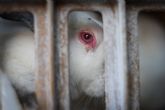 La Fundaci�n Igualdad Animal pide el fin de las jaulas en la ganader�a