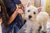 Perrukings sobre las ventajas de contratar los servicios de una peluquer�a canina