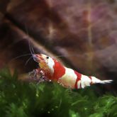 My Shrimp House y acuaristas coinciden en que las gambas de acuario son la nueva tendencia en acuariofilia