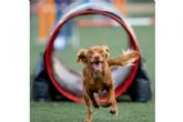 La disciplina deportiva agility canino fortalece el v�nculo entre humanos y perros