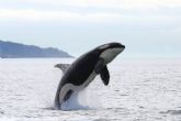Un nuevo proyecto de Transición Ecológica impulsará el marcaje orcas para reducir la interacción con embarcaciones