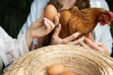 El pienso para gallinas ponedoras de Bifeedoo ha demostrado tener un impacto positivo en la calidad de los huevos