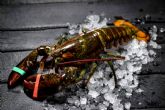 Comprar bogavante y centollo fresco, de la mano de la Pescader�a Younes Ceuta