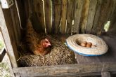 El pienso ecol�gico para gallinas ponedoras de Bifeedoo aporta una nutrici�n natural para conseguir huevos de mayor calidad y sabor