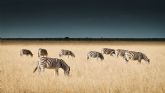 Wwwildnature presenta nuevos safaris en el corazn de frica