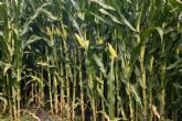 SEMTEK pone a disposición una de las mejores semillas híbridas de maíz