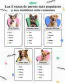 Kira vuelve a ser el nombre de perro preferido por los murcianos en 2023