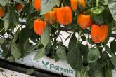 Recomendaciones esenciales para el cultivo de hortalizas con bolsas de cultivo, según Pelemix