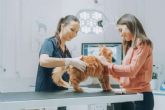 Vetformaci�n ofrece formaciones profesionales de auxiliar t�cnico veterinaria