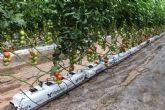 Pelemix cuenta con una solución para los productores comerciales de tomates
