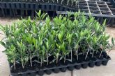 Importancia del plant�n de olivo. Comex Bodi�n desde Los Santos de Maimona, uno de los l�deres en calidad y experiencia