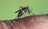 Los mosquitos adelantan su llegada y obligan a reforzar los planes de prevenci�n y control de plagas