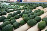 Green Life Export, un gran exportador de aguacates colombianos aut�nticos y de calidad
