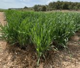 Una granja reduce un 95% la contaminacin de sus aguas gracias a un humedal