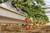 Beneficios de los sustratos de Pelemix para el cultivo de la fresa