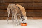 Dogfy Diet ofrece recetas naturales para perros