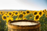 La prxima temporada de los campos de flores de Niudalia trae los girasoles