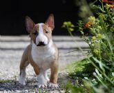 Costa Cabana Bull, centro especializado en la cr�a del perro bull terrier miniatura