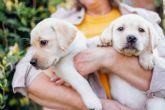 Adoptar cachorros de razas pequenas, en Mascotas Adopci�n