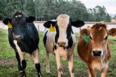 Bifeedoo impulsa la producci�n de leche con su pienso ecol�gico para vacas