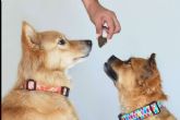 Pienso para perros a domicilio; La suscripci�n mensual que simplifica la vida y cuida de las mascotas