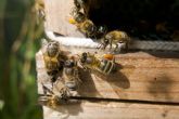 VerdeMiel productos ap�colas ecol�gicos de Andaluc�a, apoyando la diversidad
