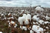 Tres anos y 200 millones de personas impactadas: EUCOTTON da el protagonismo al sector algodonero europeo