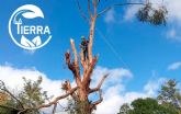 La Tierra Jardiner�a: t�cnicas de poda especializada en �rboles forestales, frutales y ornamentales