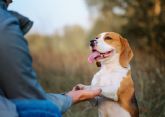 Leyendo Perros apuesta por una educacin canina respetuosa y profesional y utiliza tcnicas innovadoras como el mantrailing profesional