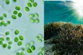 Microalgas de agua dulce; El futuro de los fertilizantes ecol�gicos
