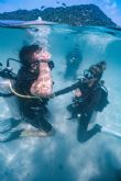 Pura Vida Diving Koh Tao refuerza su liderazgo en formaci�n profesional y conservaci�n marina