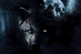 El lobo ib�rico protagoniza �LOBO - El solitario de la Montana Palentina�, el nuevo trabajo de Diego de Membiela