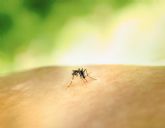 Medidas y remedios para un verano sin picaduras, segn Quirn Prevencin