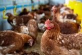 Bifeedoo introduce el pienso ecolgico para gallinas para impulsar la produccin de huevos durante el verano