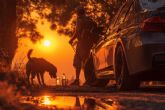Viajar con perro en verano2025; claves de la normativa DGT y de los sistemas ms seguros