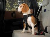 Thule Cappy, el arn�s de coche para perros