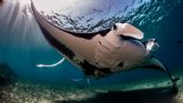 Pura Vida Diving se renueva en Koh Tao y abre nueva sede en Nusa Penida para bucear con mantarrayas