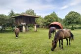 El Ecomusu Ca l'Asturcn se posiciona como referente de ecoagroturismo en torno al poni asturiano