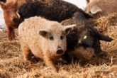 Del borde de la extincin a la lite culinaria: el jamn Mangalica de Monte Nevado consagrado como joya gastronmica