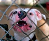 El Ayuntamiento de Totana ha tramitado en lo que va de ao un total de 10 expedientes de licencia para la tenencia de animales potencialmente peligrosos