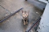 Abandono animal en verano: ?por qu lo sufren ms los gatos?