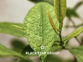 Black Star Group lanza nuevas soluciones para maquinaria agrcola e industrial
