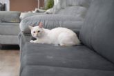 Sofs Valencia refuerza su catlogo con modelos anti aranazos adaptados a espacios con gatos